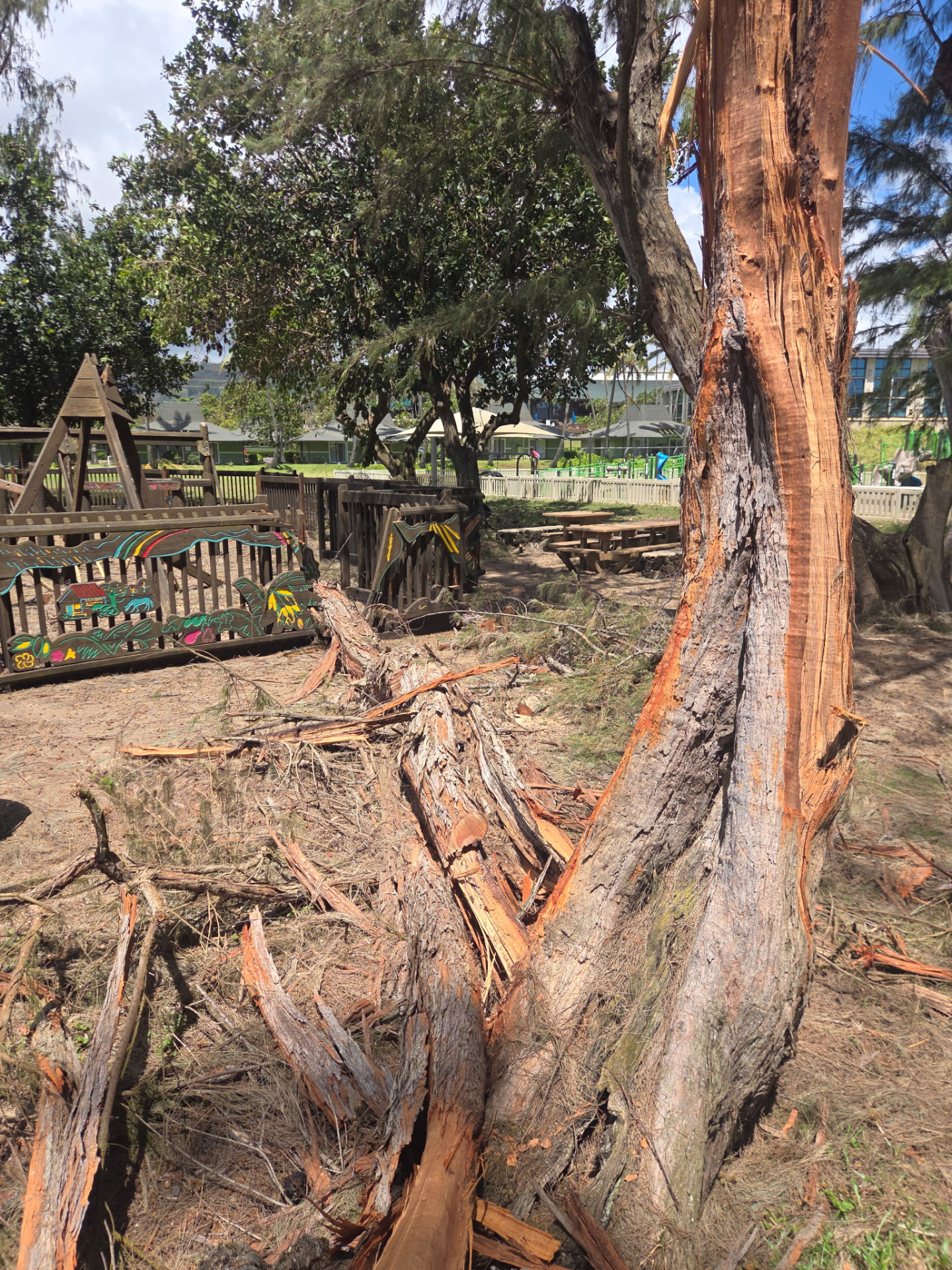 Storm damage still visible in the ironwood trees ringing Kamalani Playground, snapped and stripped by Lowell's winds.
