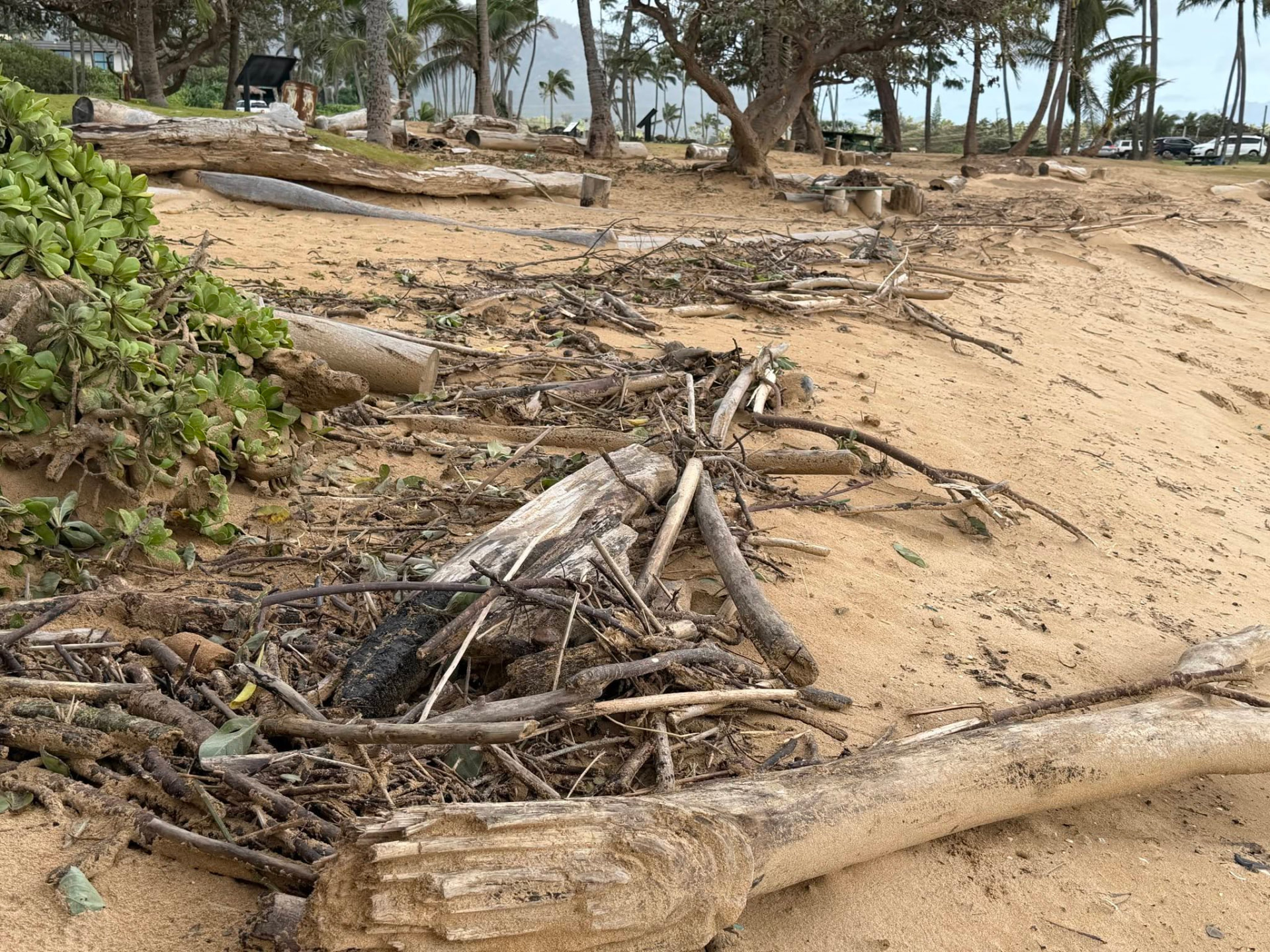 Storm-tossed logs and branches piled up across the grassy shoreline above the beach, a sense of just how much driftwood Lowell's rains pushed in.